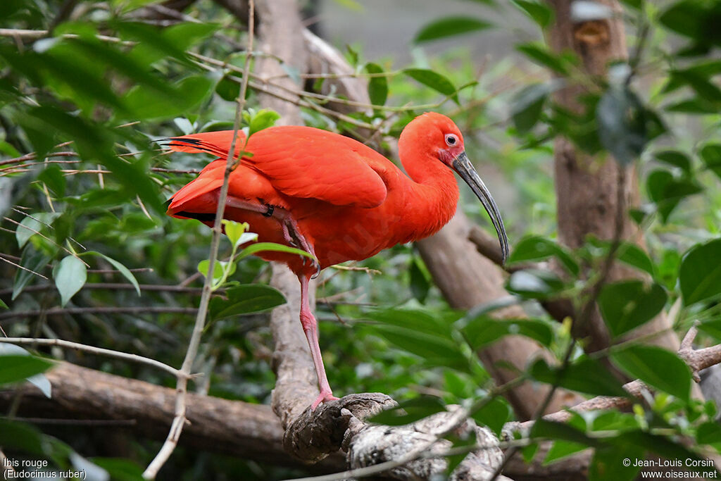 Ibis rougeadulte