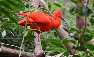 Ibis rouge