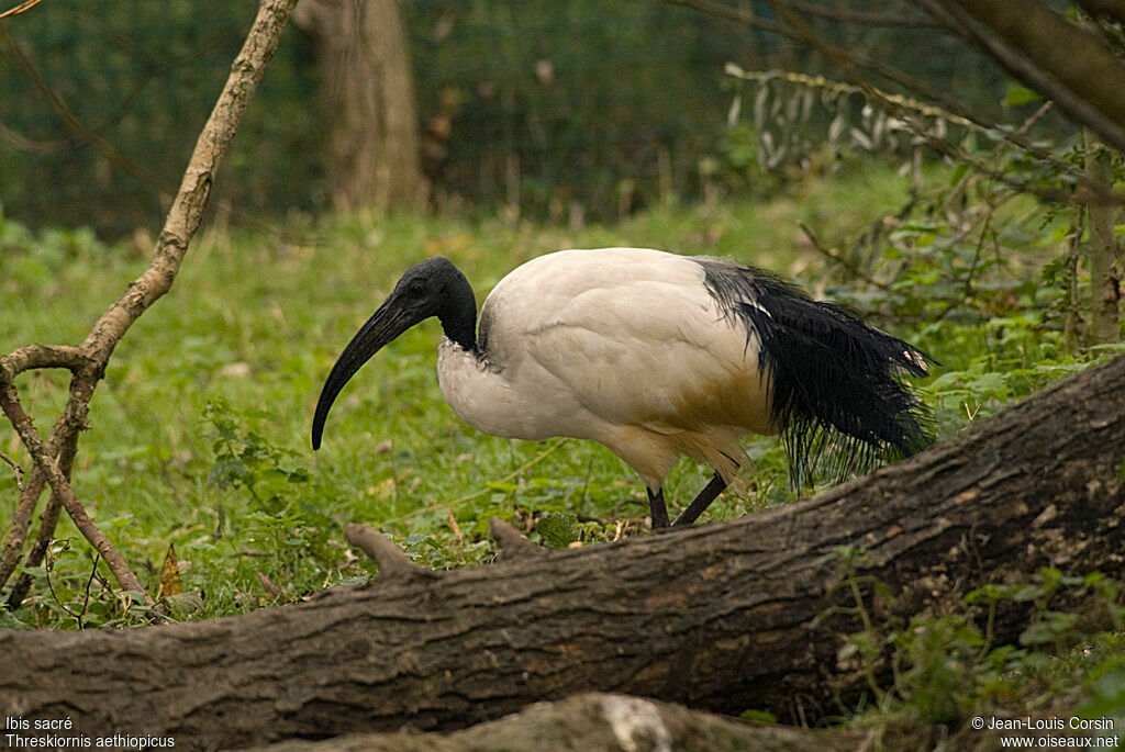 African Sacred Ibis