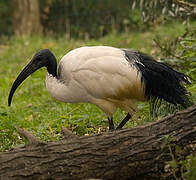 African Sacred Ibis