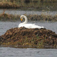 Cygne chanteur