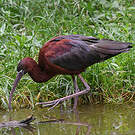 Ibis falcinelle