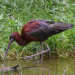 Ibis falcinelle