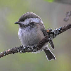 Mésange lapone