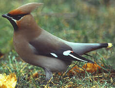 Bohemian Waxwing