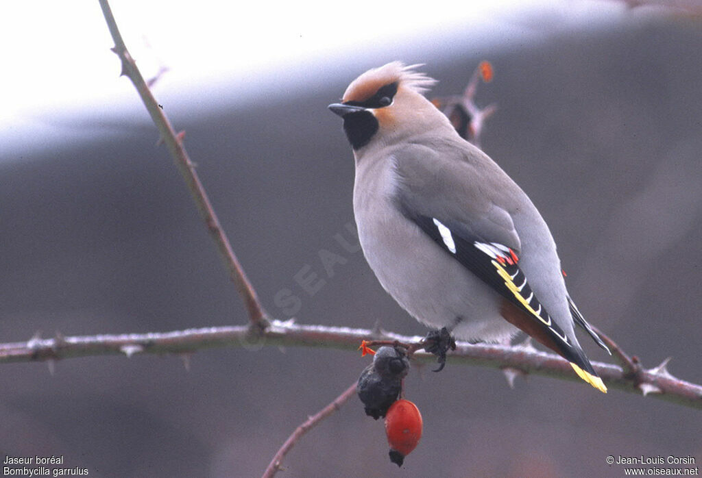 Bohemian Waxwing male adult