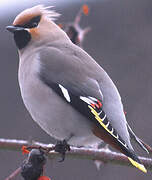 Bohemian Waxwing