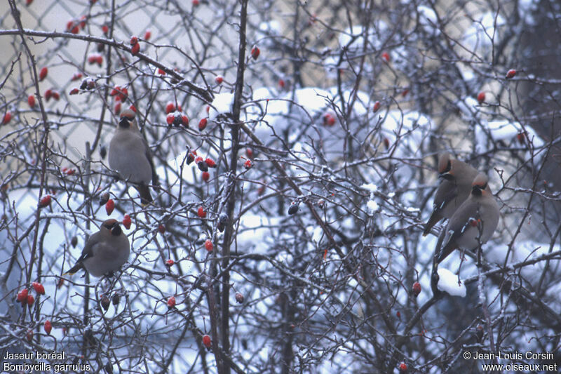 Bohemian Waxwing