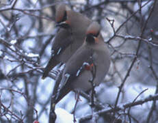 Bohemian Waxwing