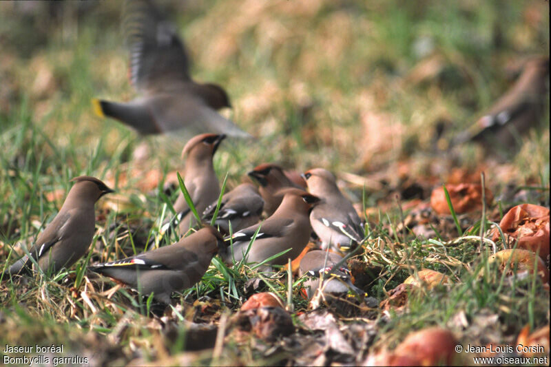 Bohemian Waxwing