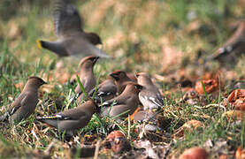 Bohemian Waxwing