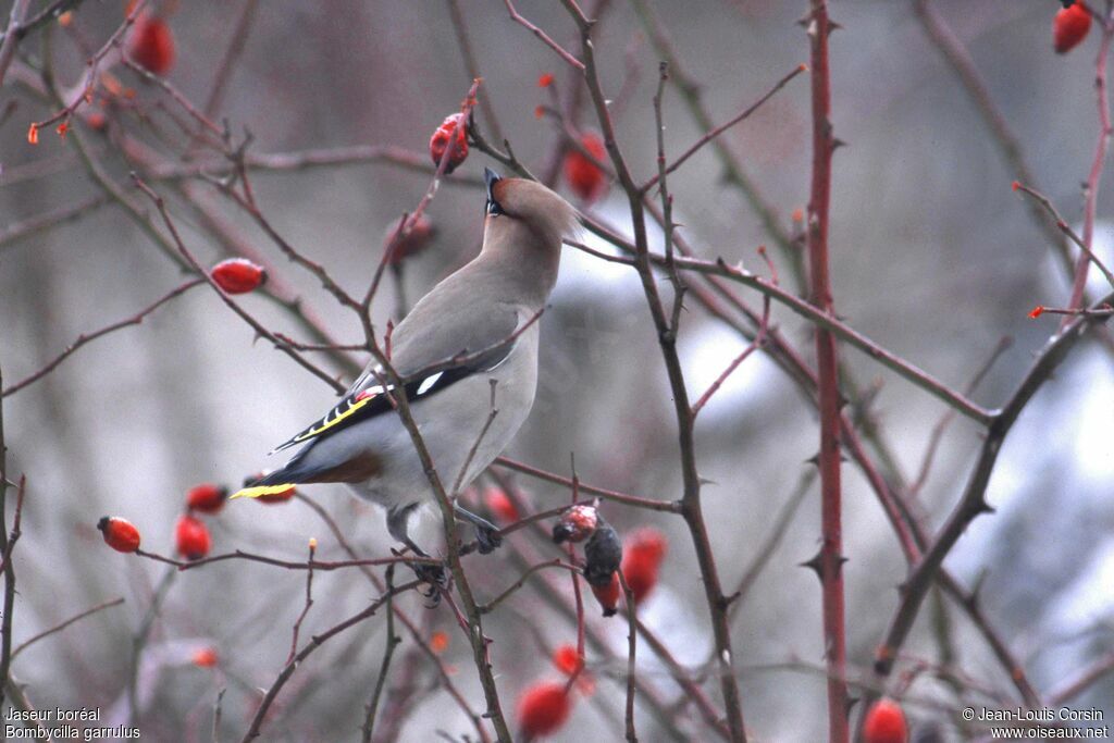 Bohemian Waxwing