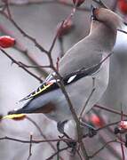 Bohemian Waxwing