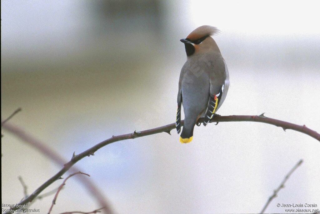 Bohemian Waxwing male adult