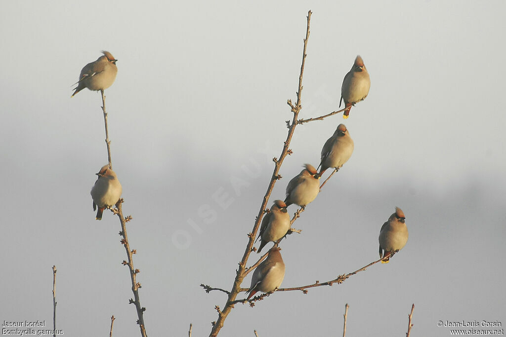 Bohemian Waxwing