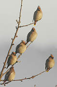 Bohemian Waxwing