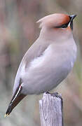 Bohemian Waxwing