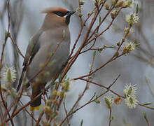 Bohemian Waxwing