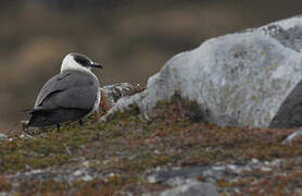 Long-tailed Jaeger