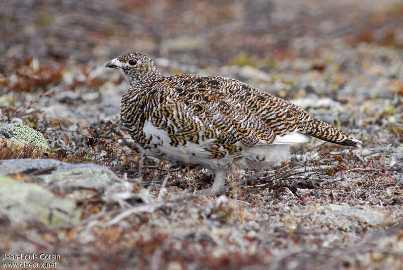 Rock Ptarmigan female adult, habitat, camouflage, pigmentation, walking