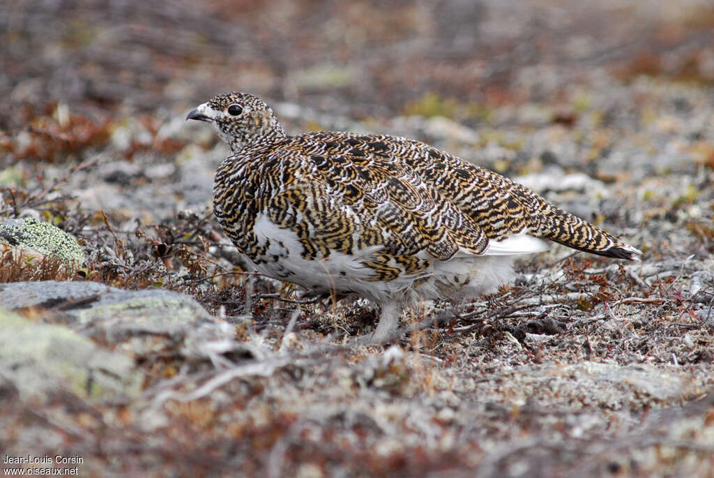 Lagopède alpin femelle adulte, habitat, camouflage, pigmentation, marche