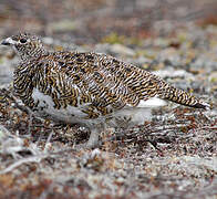 Rock Ptarmigan