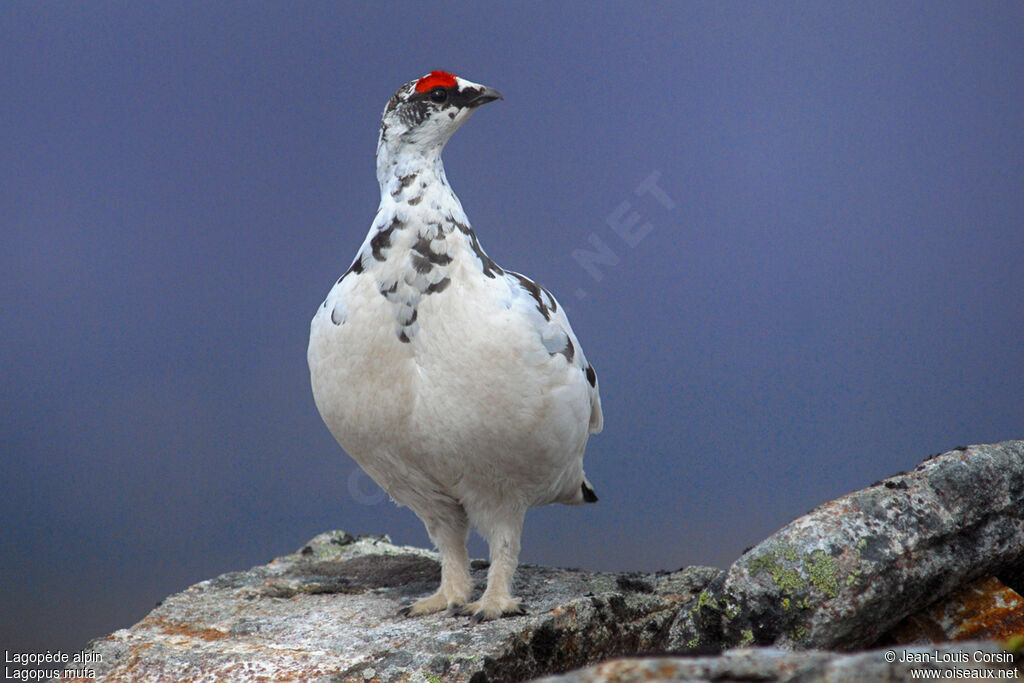 Rock Ptarmigan male