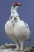 Rock Ptarmigan