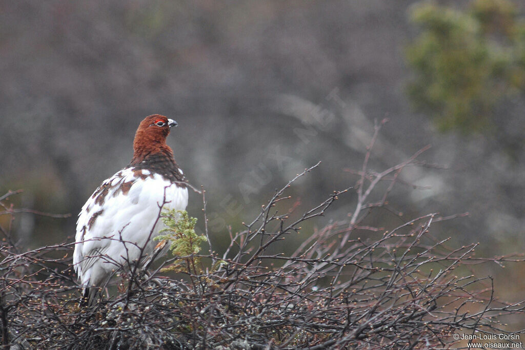 Willow Ptarmigan