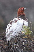 Willow Ptarmigan