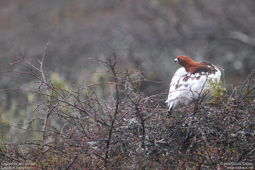 Willow Ptarmigan