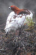 Willow Ptarmigan