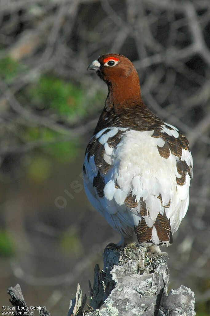 Willow Ptarmigan