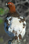 Willow Ptarmigan