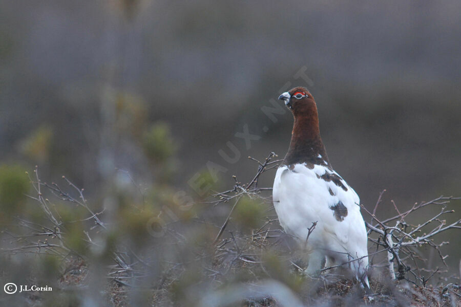 Willow Ptarmigan