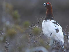 Willow Ptarmigan