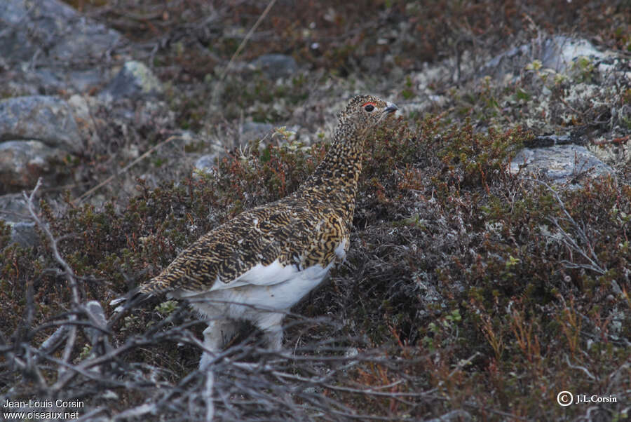 Lagopède des saules femelle adulte nuptial, habitat, camouflage, pigmentation