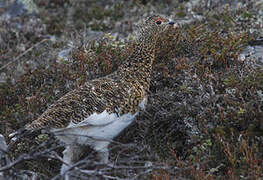 Willow Ptarmigan