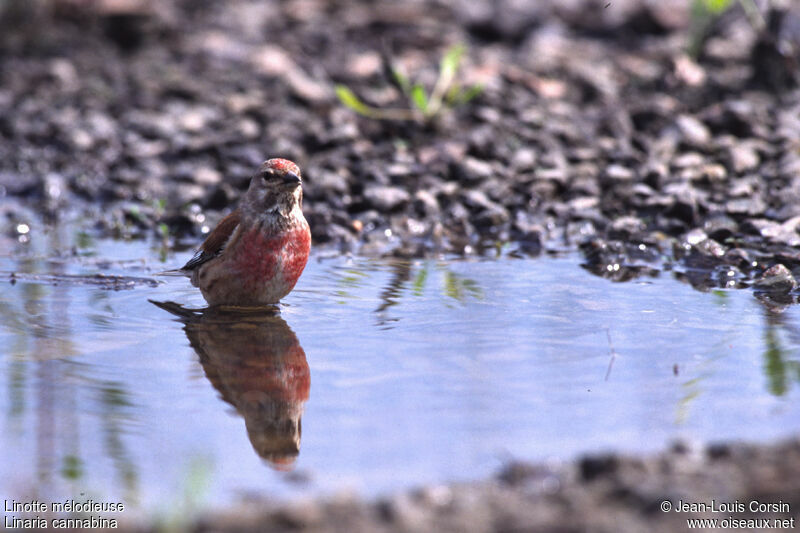 Linotte mélodieuse