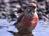 Linotte mélodieuse