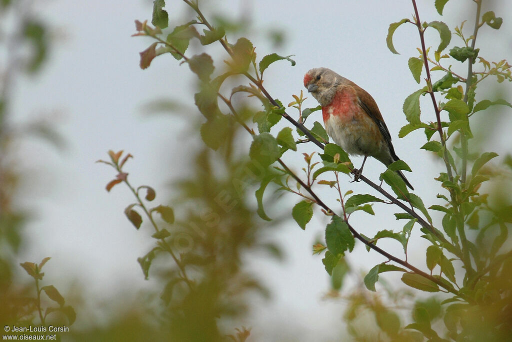 Common Linnet