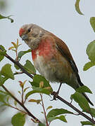 Common Linnet