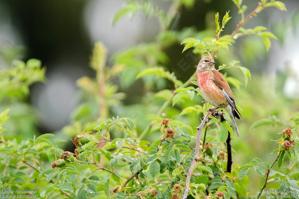 Linotte mélodieuse