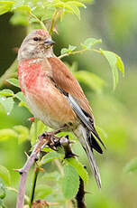 Linotte mélodieuse