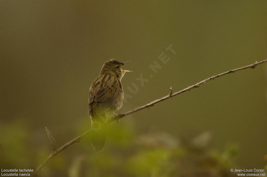 Common Grasshopper Warbler