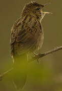 Common Grasshopper Warbler