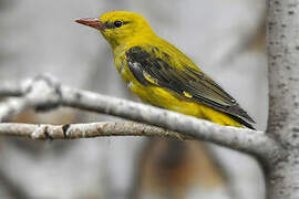 Eurasian Golden Oriole