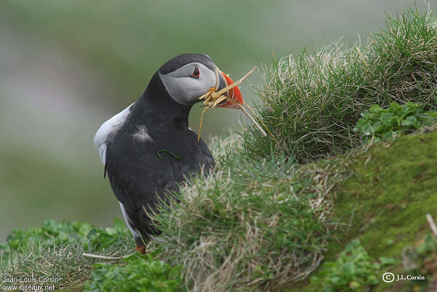 Atlantic Puffinadult, Reproduction-nesting