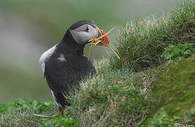 Atlantic Puffin