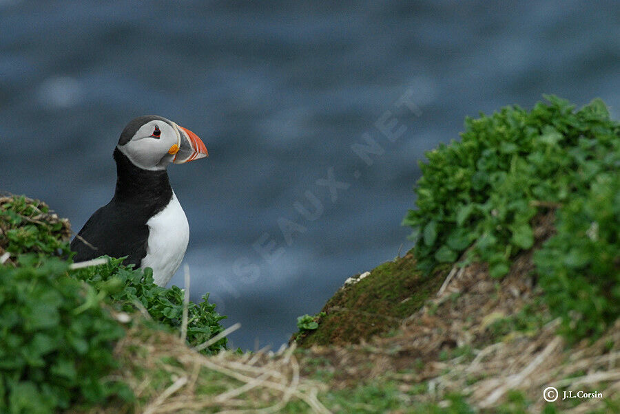 Atlantic Puffin